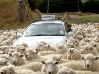 羊軍団に大迷惑