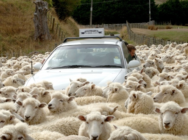 羊軍団に大迷惑