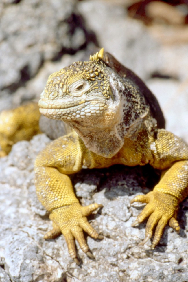 イグアナが靴下に隠されていた！（※イメージ画像）