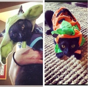 Whose cats are they?