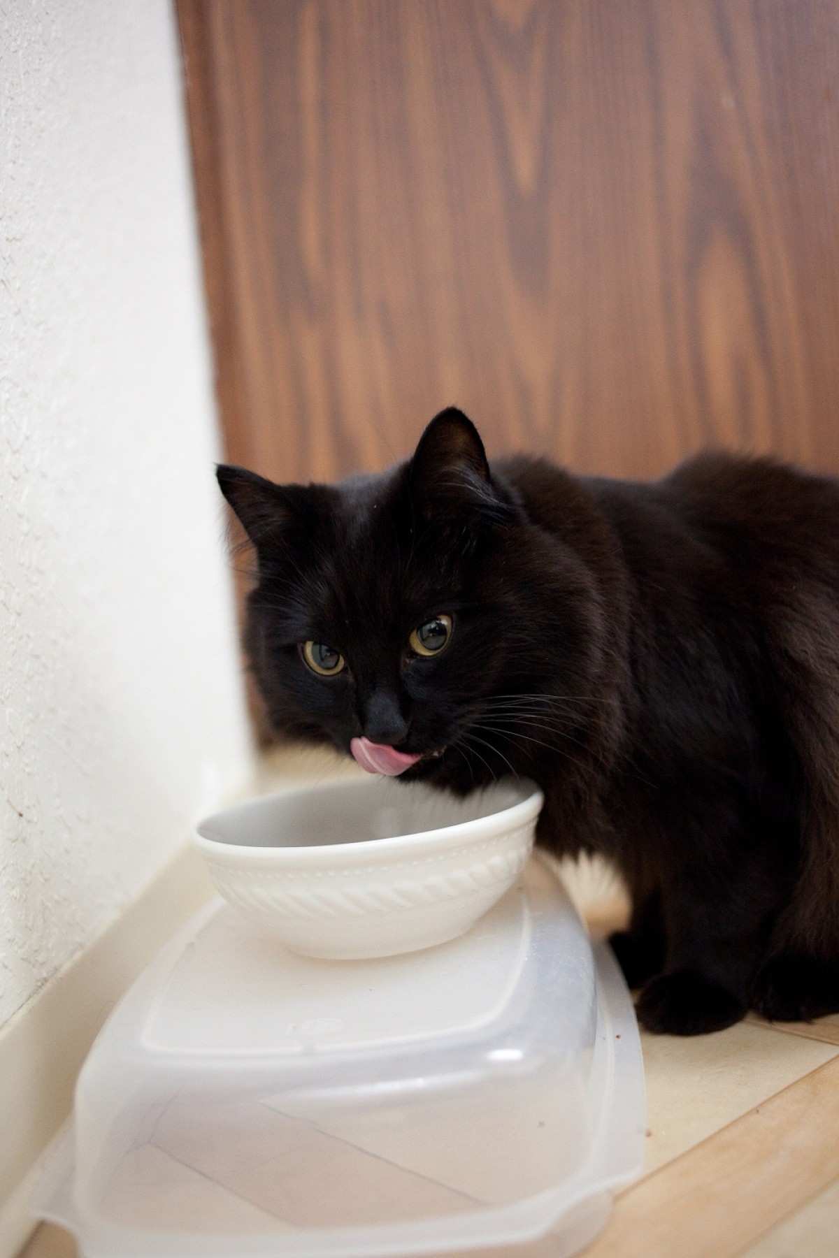 しゃべるねこ・しおちゃん、次の言葉は「オリンピック」？ 飼い主しんコロさんが語る