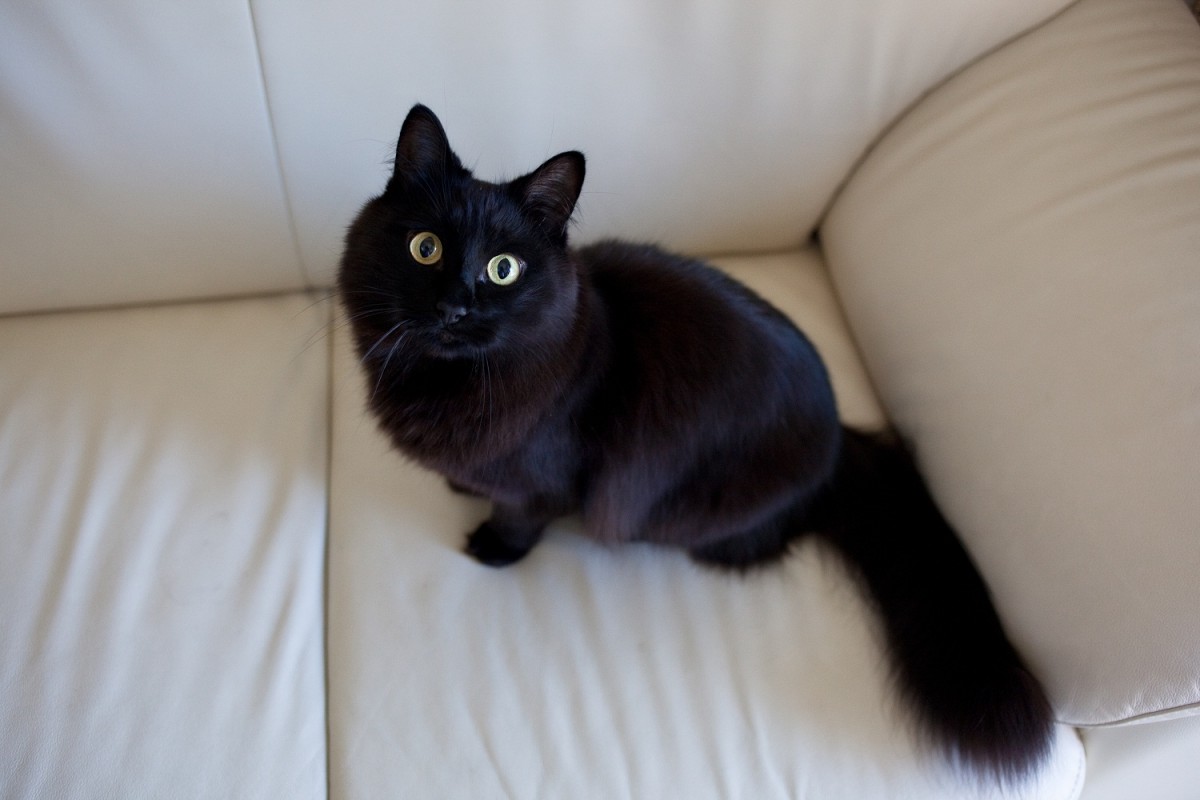しゃべるねこ・しおちゃん、次の言葉は「オリンピック」？ 飼い主しんコロさんが語る
