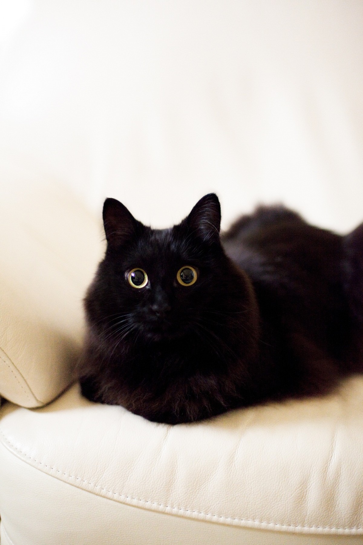 しゃべるねこ・しおちゃん、次の言葉は「オリンピック」？ 飼い主しんコロさんが語る