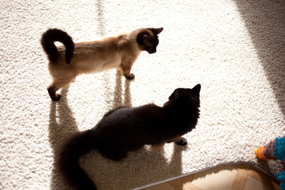 しゃべるねこ・しおちゃん、次の言葉は「オリンピック」？ 飼い主しんコロさんが語る