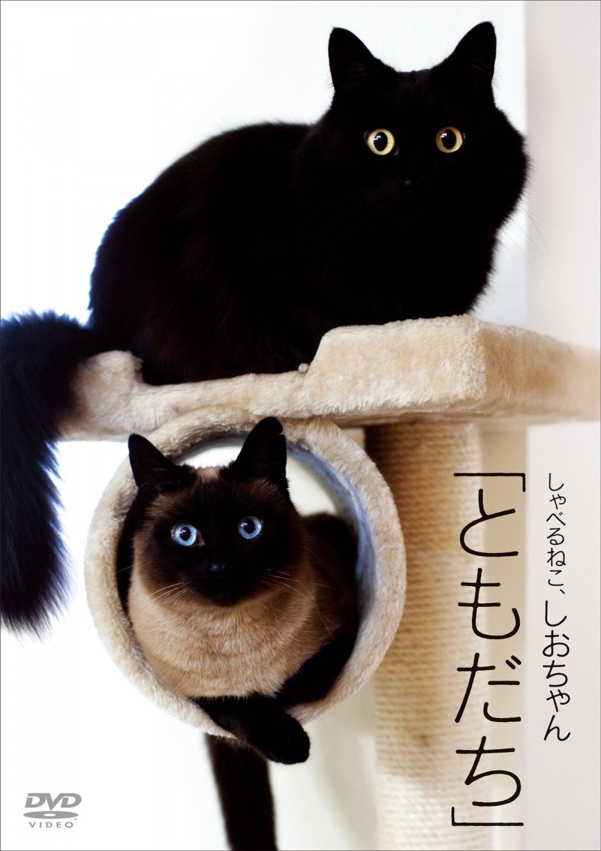 しゃべるねこ・しおちゃん、次の言葉は「オリンピック」？ 飼い主しんコロさんが語る