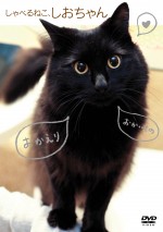 『しゃべるねこ、しおちゃん』DVDジャケット写真