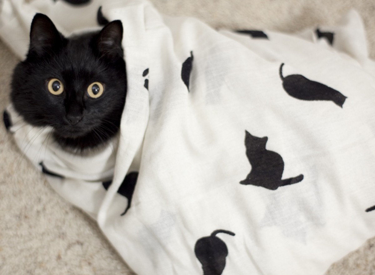 しゃべるねこ・しおちゃん、次の言葉は「オリンピック」？ 飼い主しんコロさんが語る