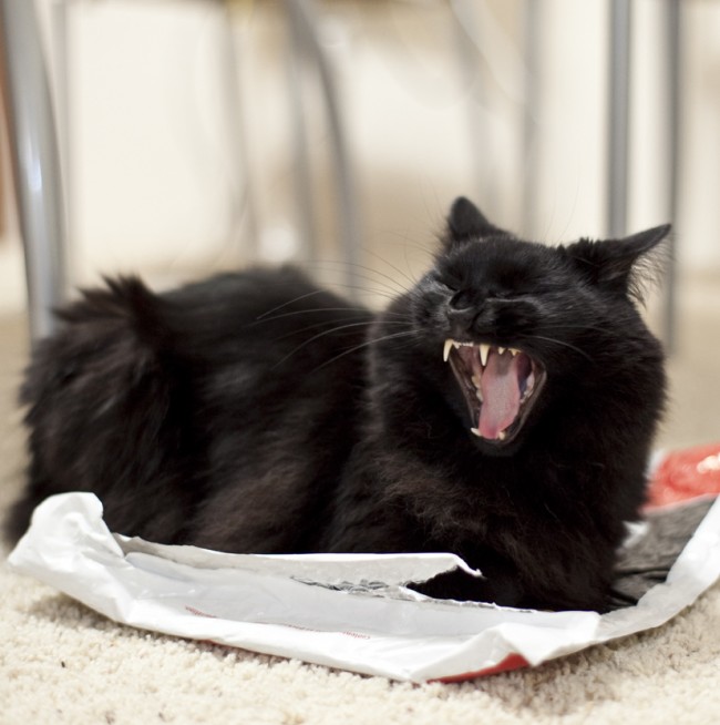 しゃべるねこ しおちゃん 次の言葉は オリンピック 飼い主しんコロさんが語る 14年2月21日 写真 気になる 特集 クランクイン しゃべるねこ しおちゃん 次の言葉は オリンピック 飼い主しんコロさんが語る 14年2月21日 写真 気になる 特集 クランクイン