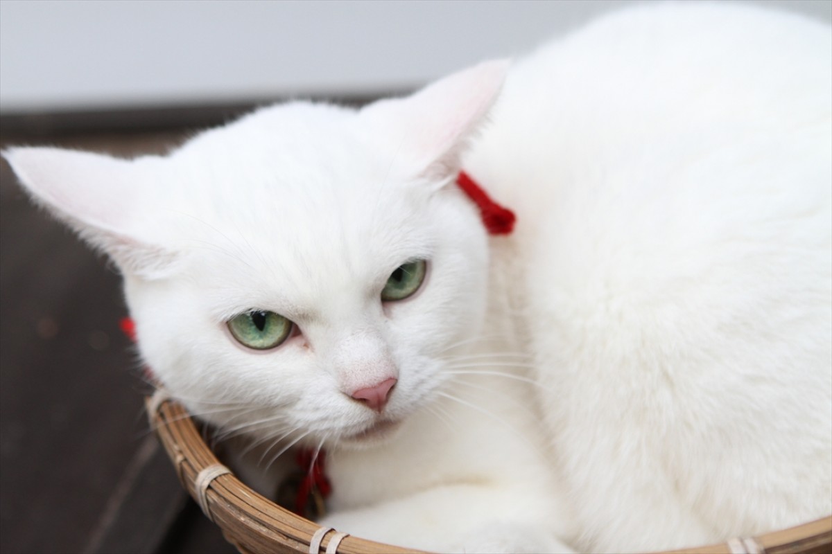 キュン死注意!?　猫好きにはたまらない激カワ『猫侍』フォト特集