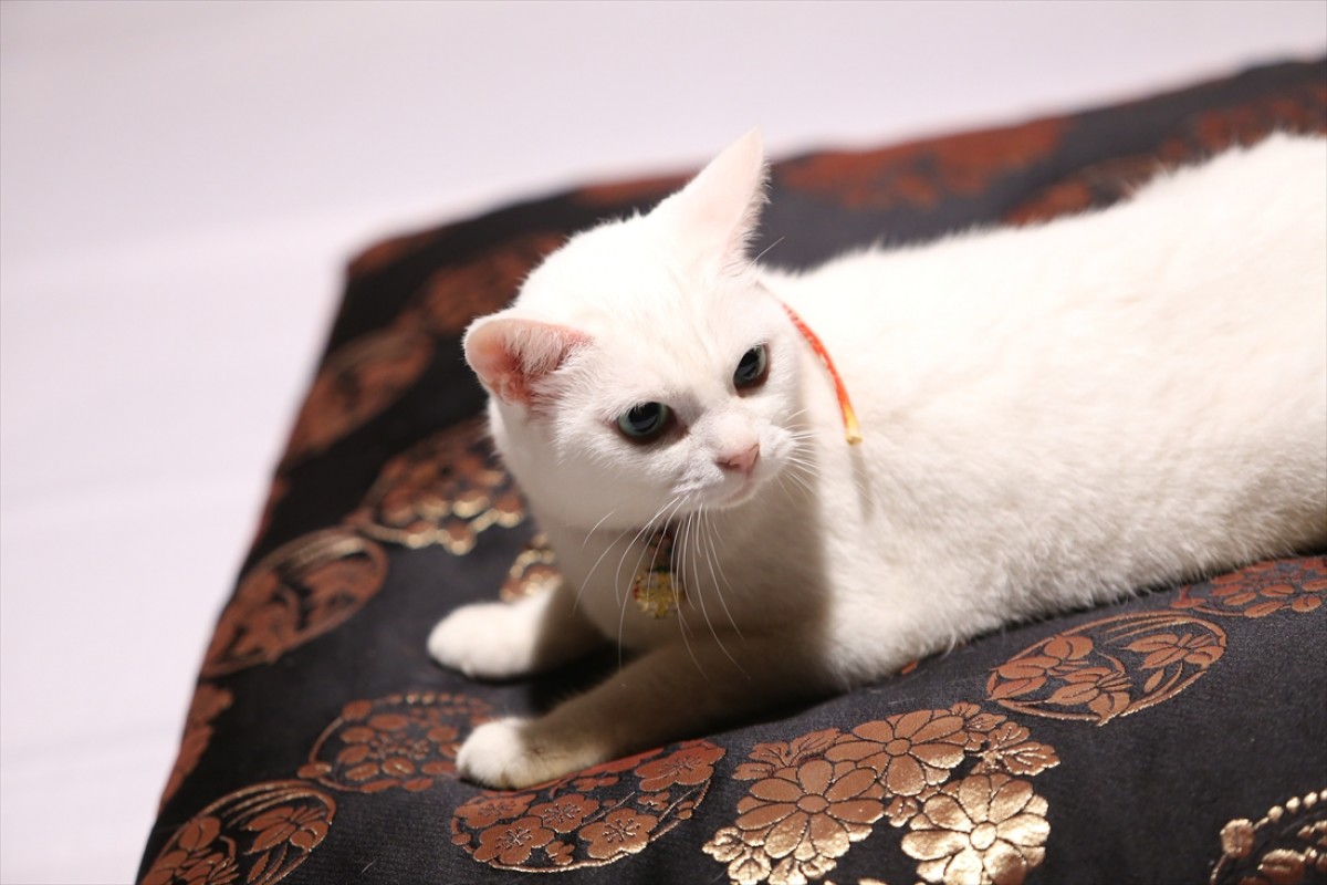 キュン死注意!?　猫好きにはたまらない激カワ『猫侍』フォト特集