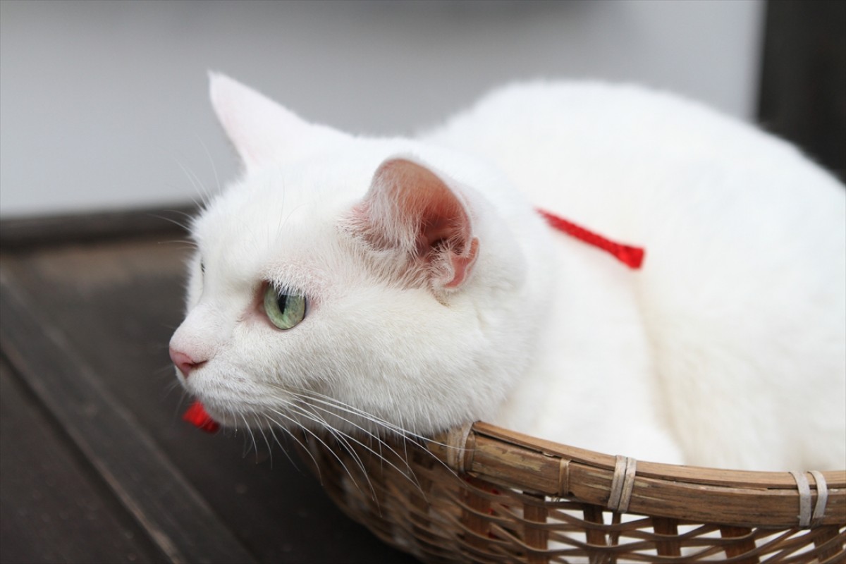 キュン死注意!?　猫好きにはたまらない激カワ『猫侍』フォト特集