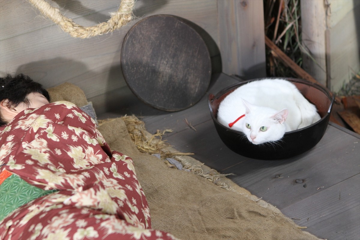 キュン死注意!?　猫好きにはたまらない激カワ『猫侍』フォト特集