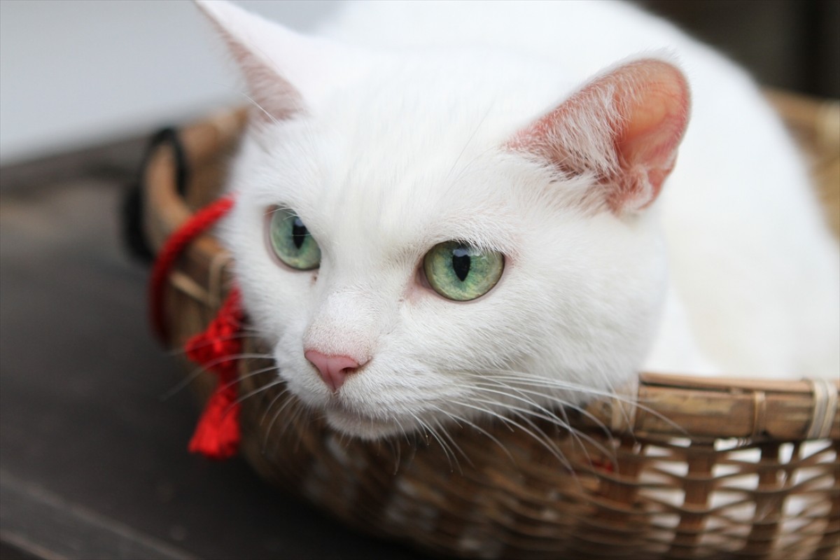 キュン死注意!?　猫好きにはたまらない激カワ『猫侍』フォト特集