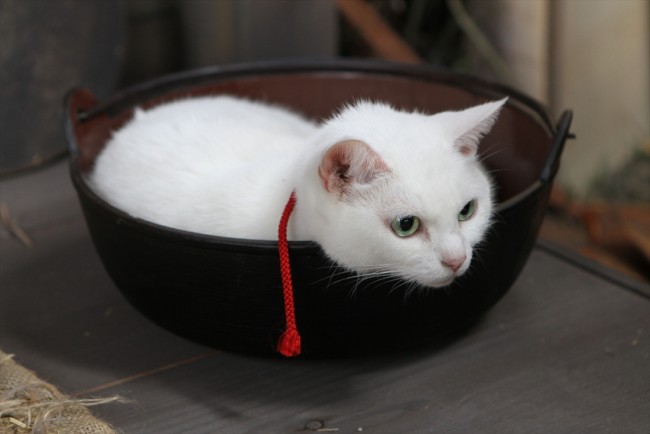 キュン死注意 猫好きにはたまらない激カワ 猫侍 フォト特集 14年2月27日 写真 映画 特集 クランクイン キュン死注意 猫好きにはたまらない激カワ 猫侍 フォト特集 14年2月27日 写真 映画 特集 クランクイン