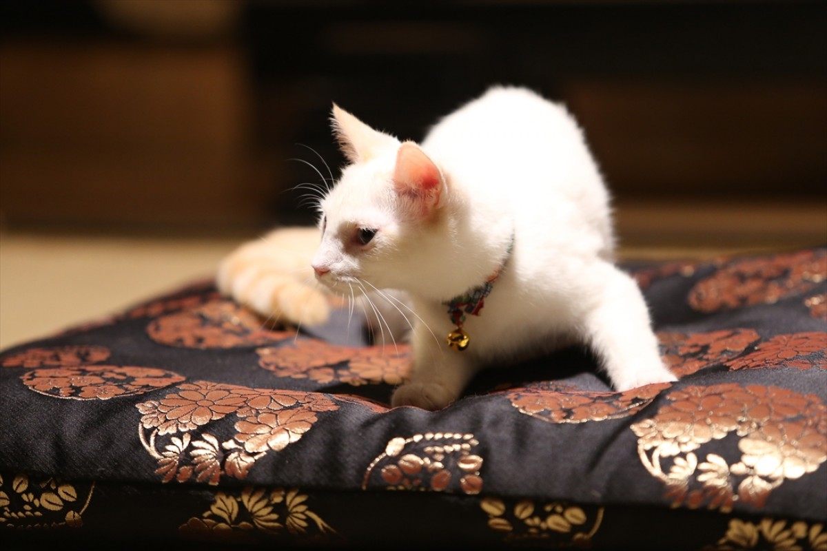 キュン死注意!?　猫好きにはたまらない激カワ『猫侍』フォト特集