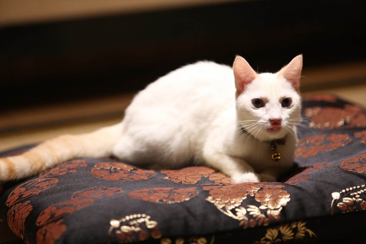 キュン死注意!?　猫好きにはたまらない激カワ『猫侍』フォト特集