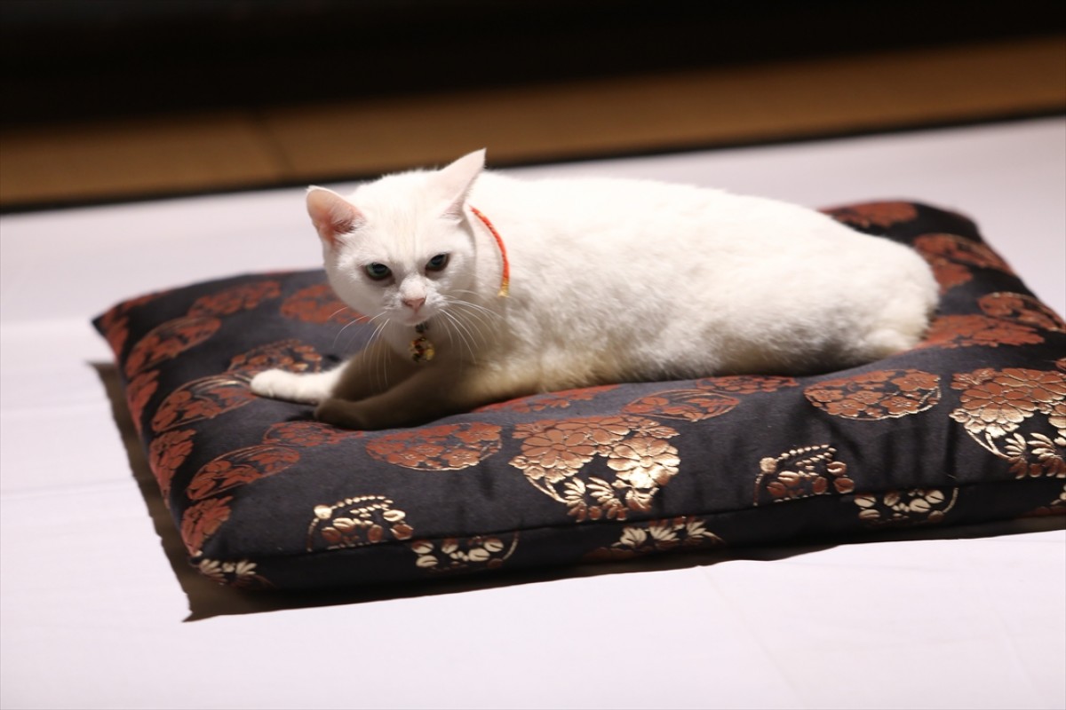 キュン死注意!?　猫好きにはたまらない激カワ『猫侍』フォト特集