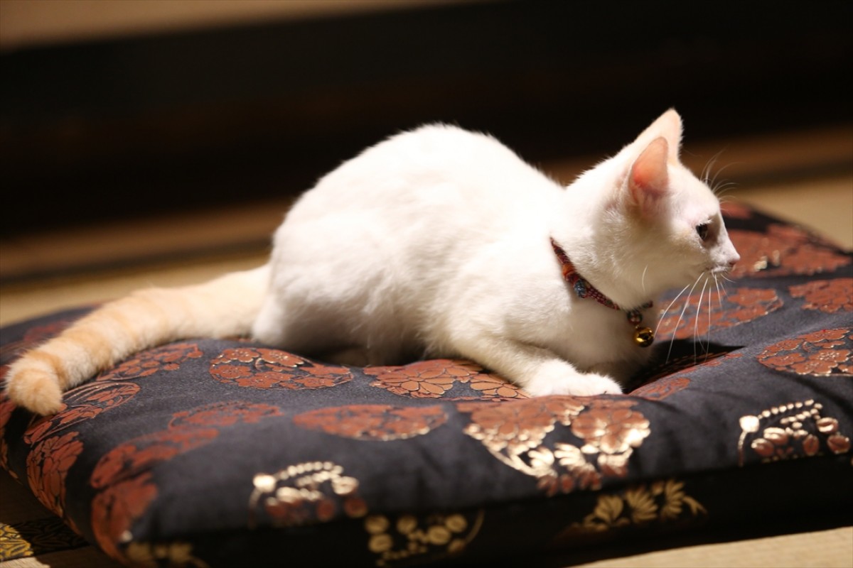 キュン死注意!?　猫好きにはたまらない激カワ『猫侍』フォト特集