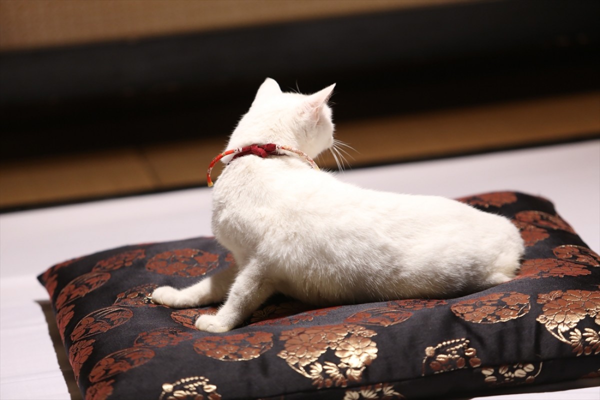キュン死注意!?　猫好きにはたまらない激カワ『猫侍』フォト特集