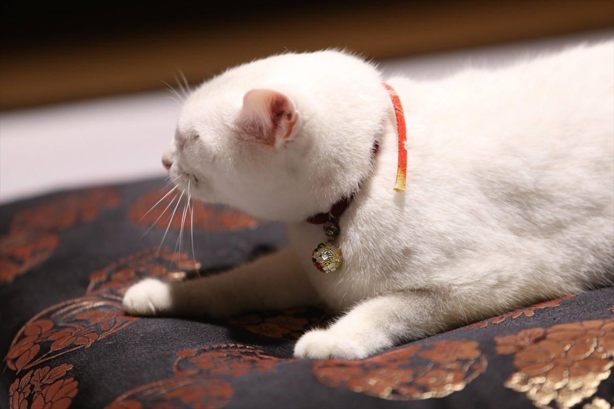 キュン死注意!?　猫好きにはたまらない激カワ『猫侍』フォト特集