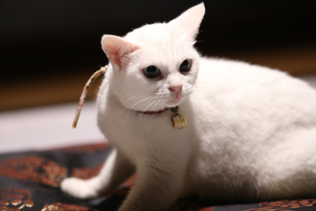 キュン死注意!?　猫好きにはたまらない激カワ『猫侍』フォト特集