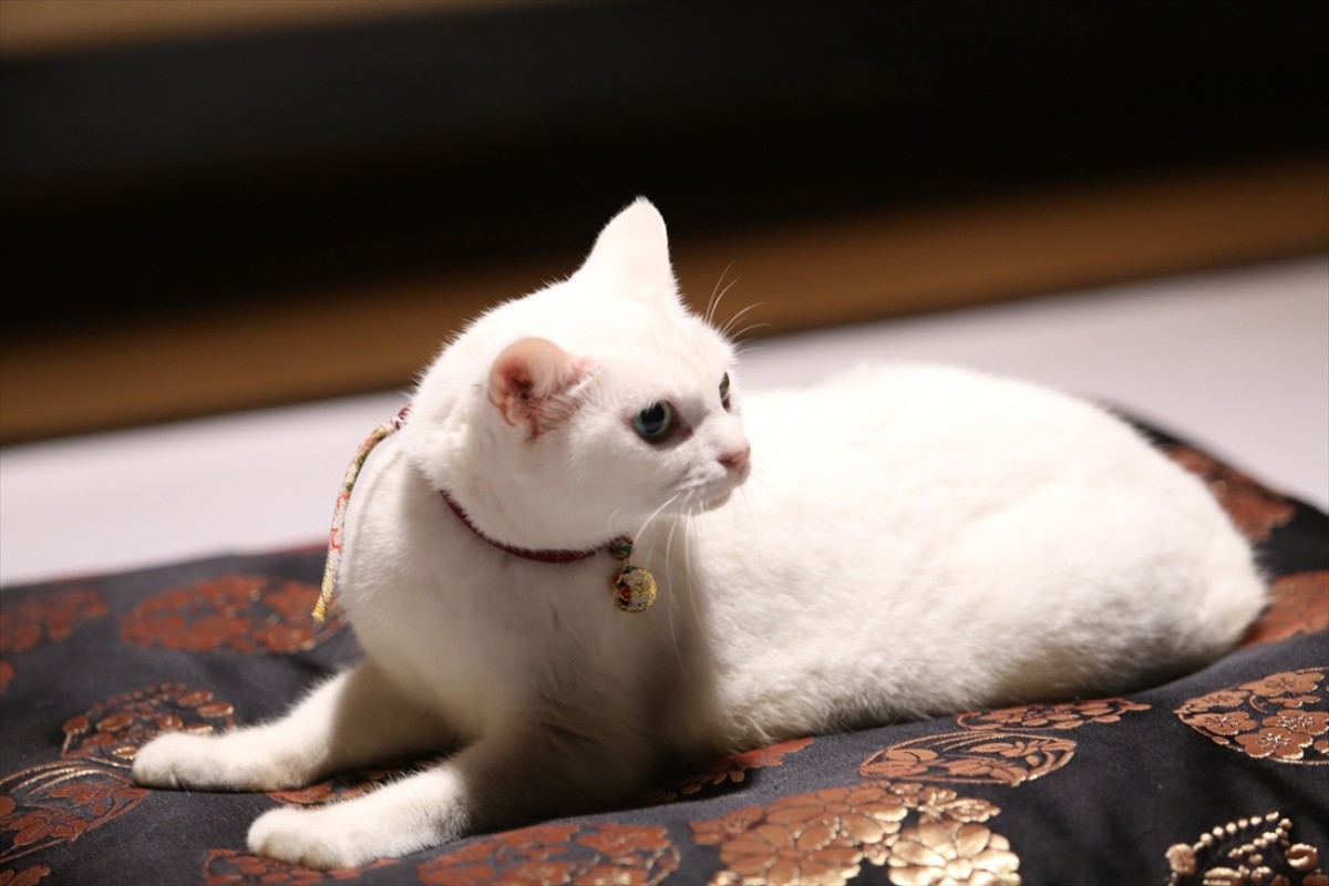 キュン死注意!?　猫好きにはたまらない激カワ『猫侍』フォト特集