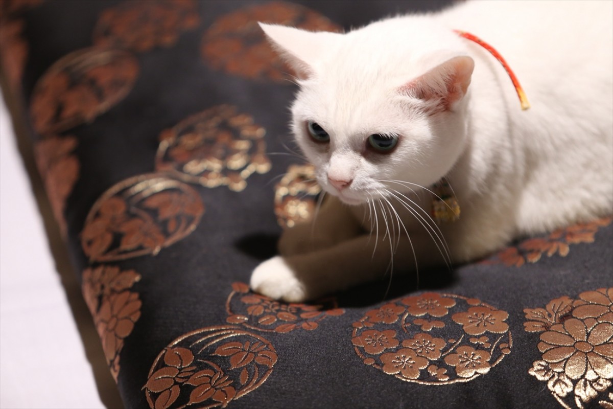 キュン死注意!?　猫好きにはたまらない激カワ『猫侍』フォト特集