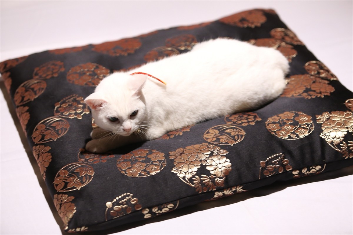キュン死注意!?　猫好きにはたまらない激カワ『猫侍』フォト特集