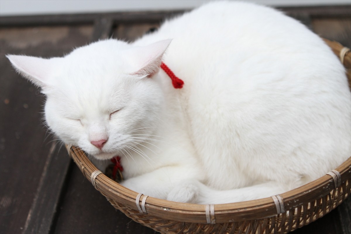 キュン死注意!?　猫好きにはたまらない激カワ『猫侍』フォト特集