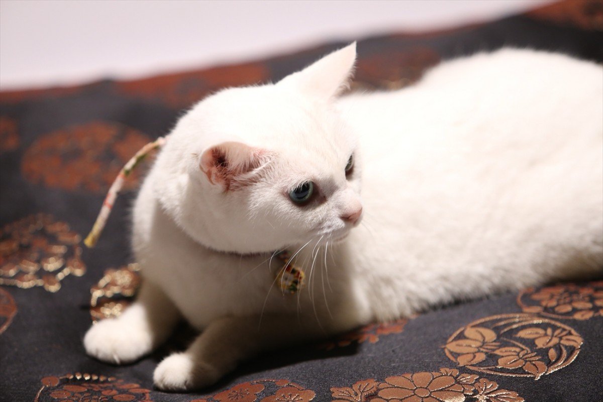 キュン死注意!?　猫好きにはたまらない激カワ『猫侍』フォト特集