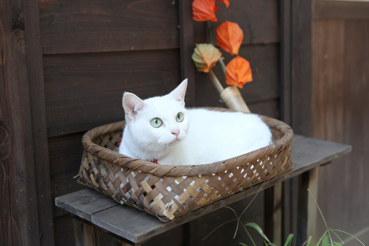 キュン死注意!?　猫好きにはたまらない激カワ『猫侍』フォト特集