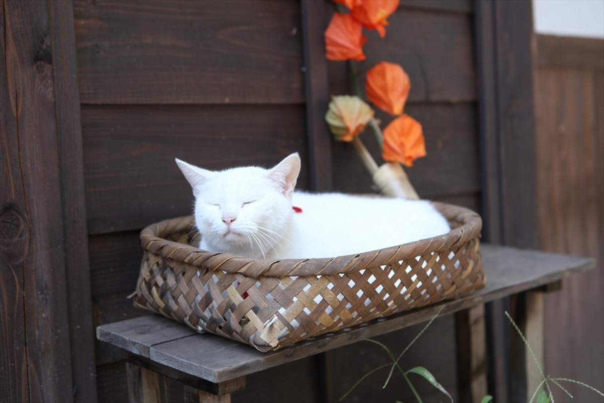 キュン死注意!?　猫好きにはたまらない激カワ『猫侍』フォト特集