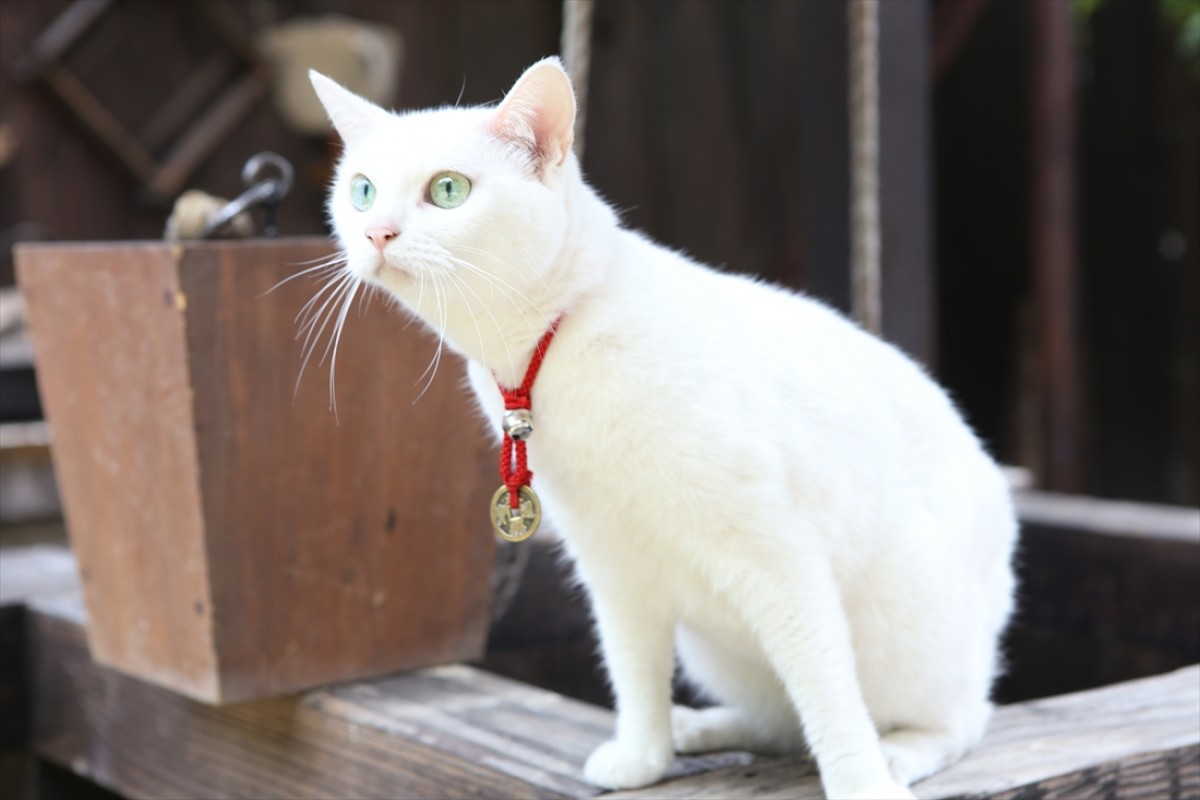 キュン死注意!?　猫好きにはたまらない激カワ『猫侍』フォト特集