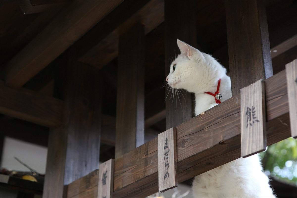 キュン死注意!?　猫好きにはたまらない激カワ『猫侍』フォト特集