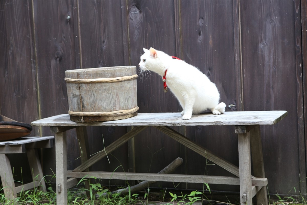 キュン死注意!?　猫好きにはたまらない激カワ『猫侍』フォト特集