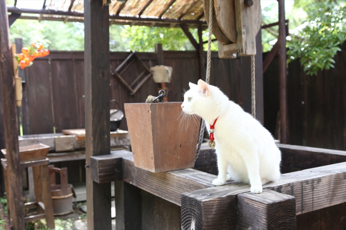 キュン死注意!?　猫好きにはたまらない激カワ『猫侍』フォト特集