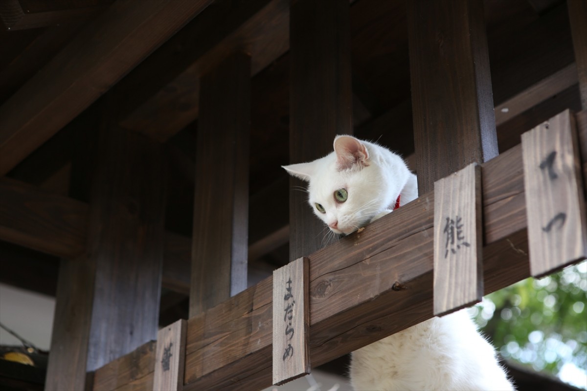 キュン死注意!?　猫好きにはたまらない激カワ『猫侍』フォト特集