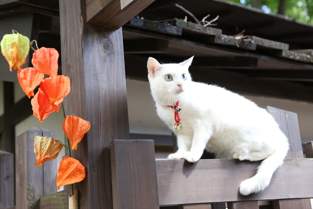 キュン死注意!?　猫好きにはたまらない激カワ『猫侍』フォト特集