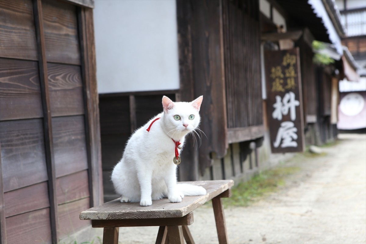 キュン死注意!?　猫好きにはたまらない激カワ『猫侍』フォト特集