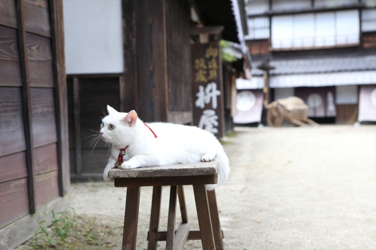 キュン死注意!?　猫好きにはたまらない激カワ『猫侍』フォト特集