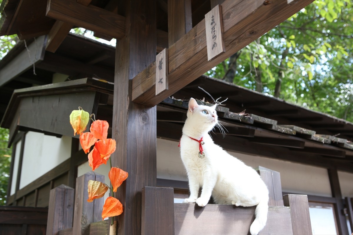 キュン死注意!?　猫好きにはたまらない激カワ『猫侍』フォト特集