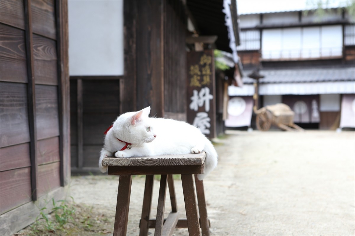 キュン死注意!?　猫好きにはたまらない激カワ『猫侍』フォト特集