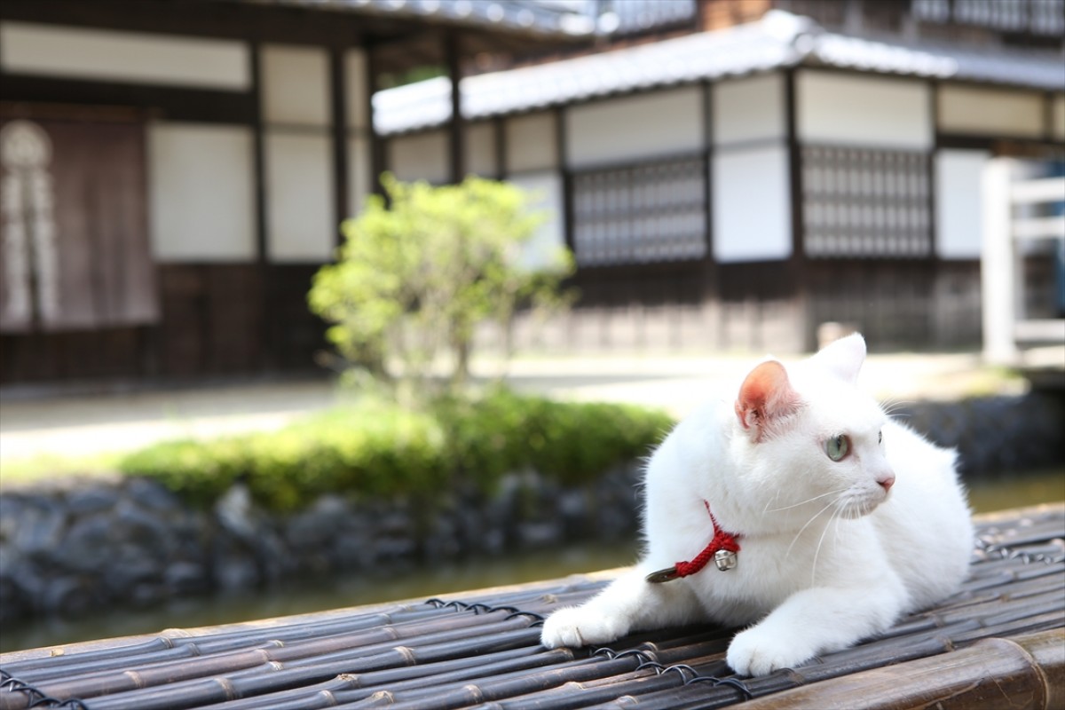 キュン死注意!?　猫好きにはたまらない激カワ『猫侍』フォト特集