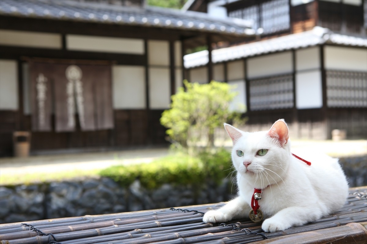 キュン死注意!?　猫好きにはたまらない激カワ『猫侍』フォト特集