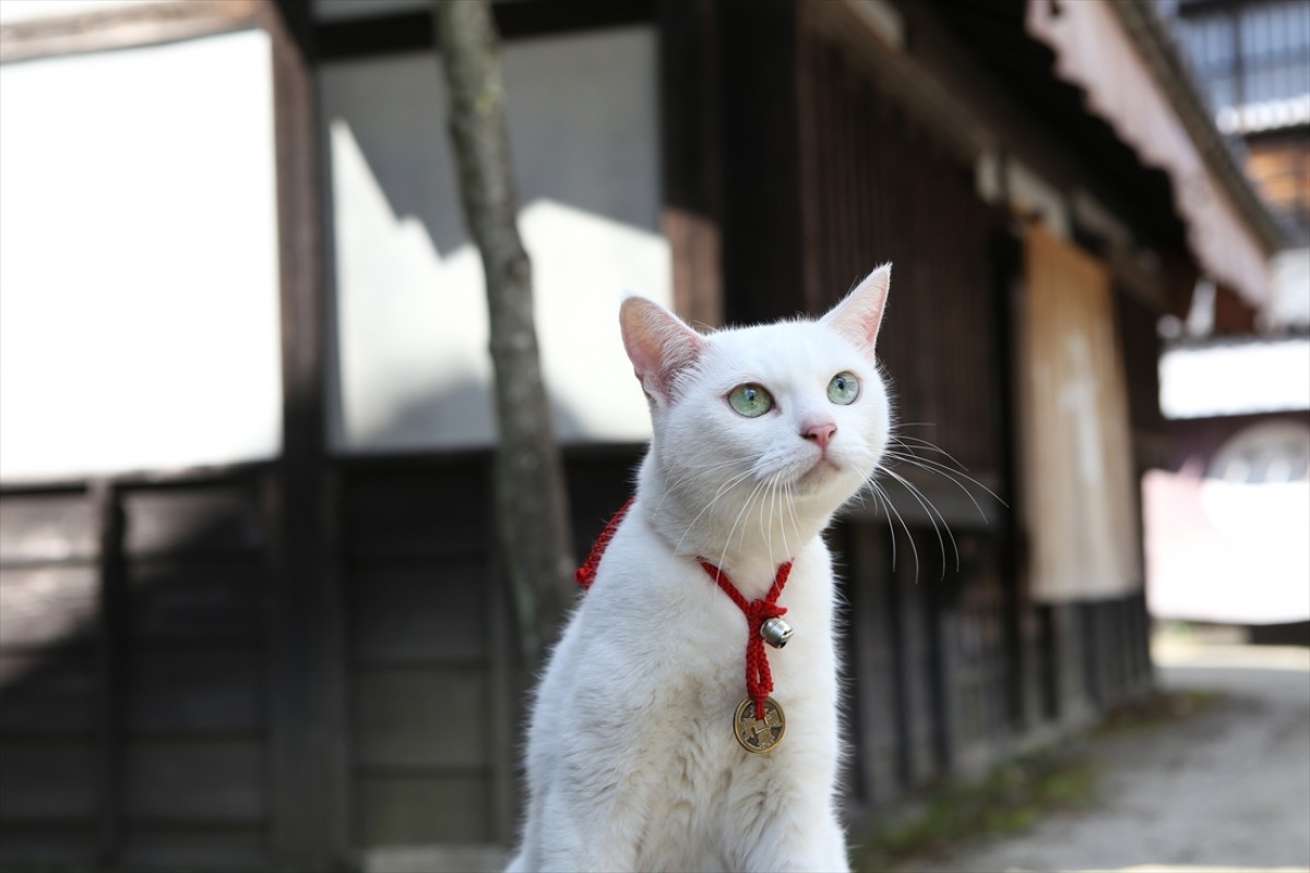 キュン死注意!?　猫好きにはたまらない激カワ『猫侍』フォト特集