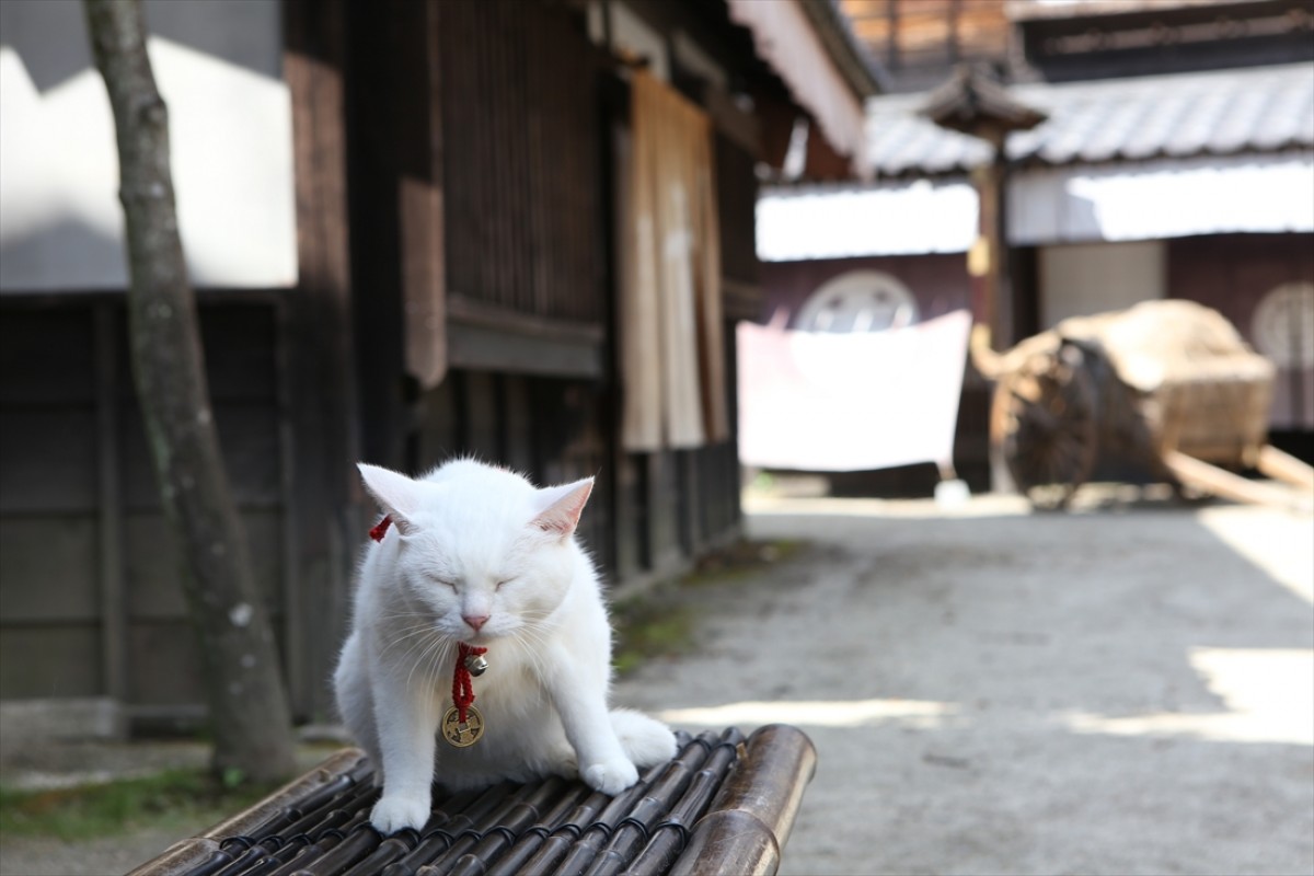 キュン死注意!?　猫好きにはたまらない激カワ『猫侍』フォト特集