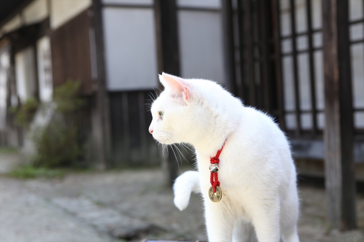 キュン死注意!?　猫好きにはたまらない激カワ『猫侍』フォト特集