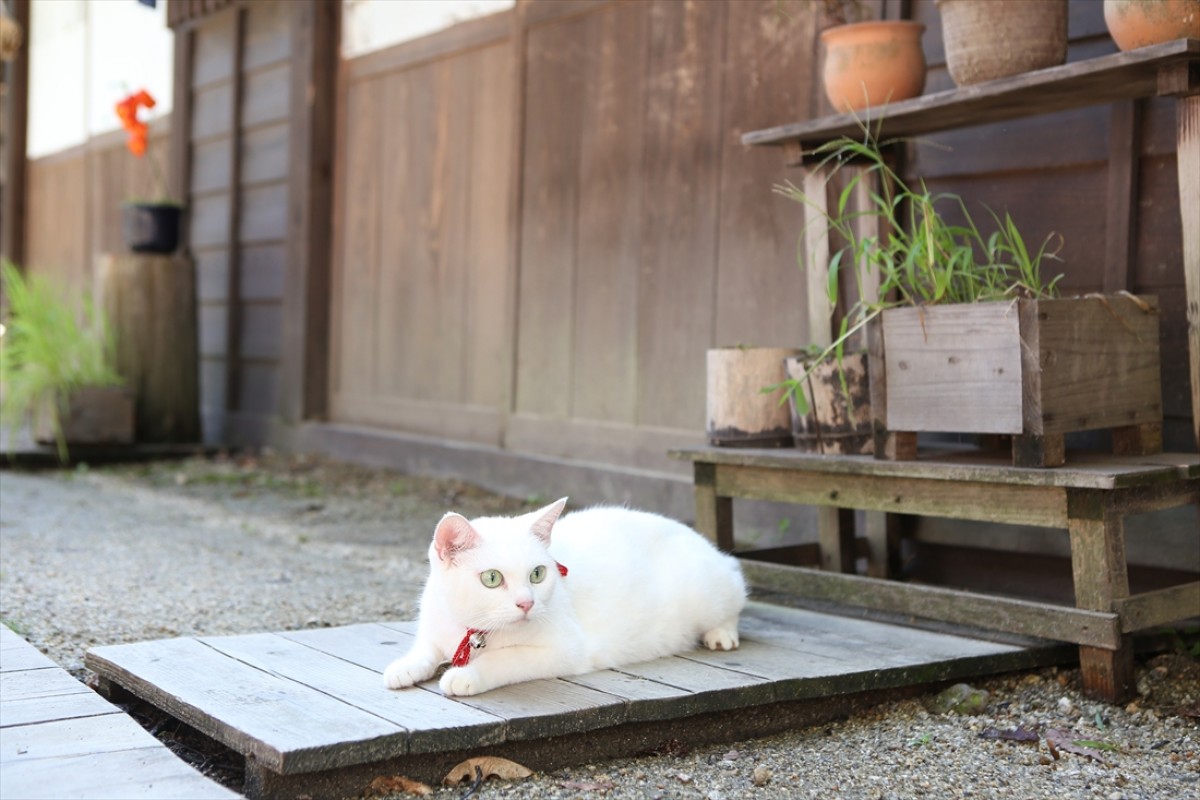 キュン死注意!?　猫好きにはたまらない激カワ『猫侍』フォト特集