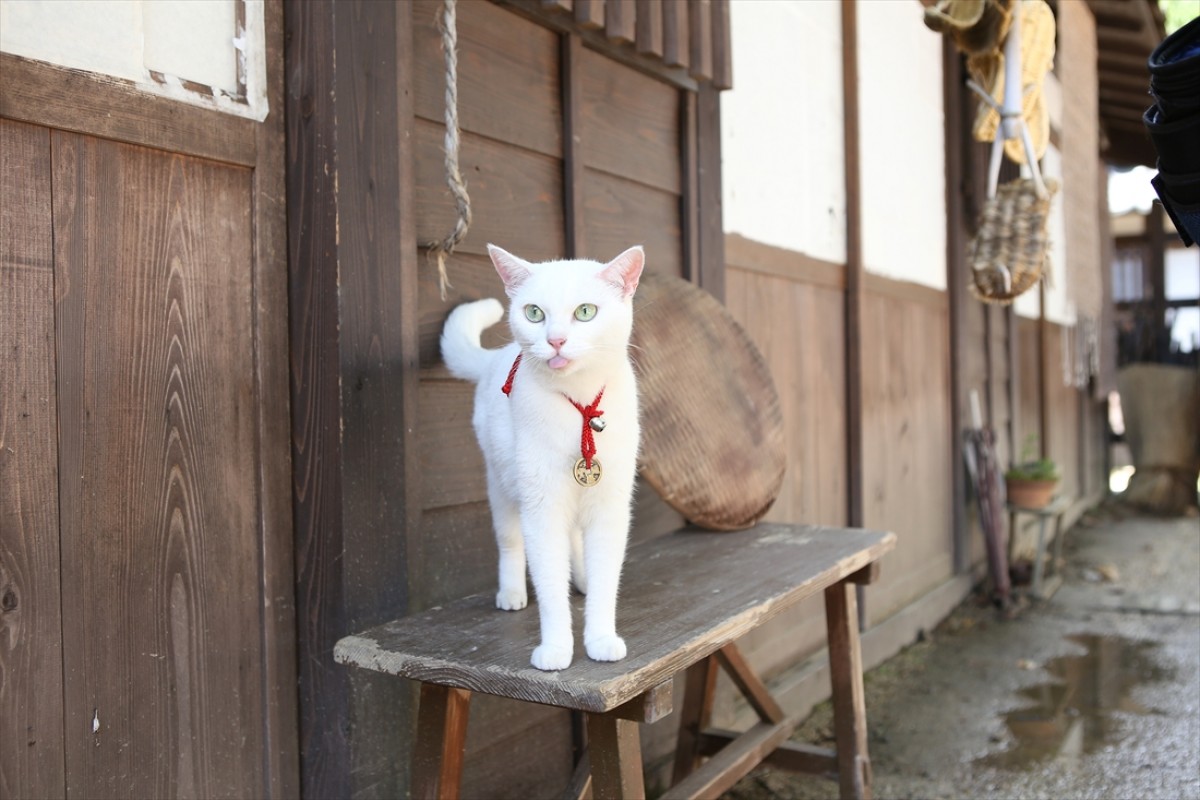 キュン死注意!?　猫好きにはたまらない激カワ『猫侍』フォト特集