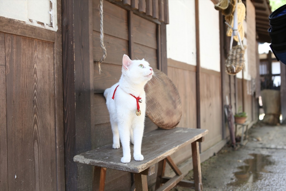 キュン死注意!?　猫好きにはたまらない激カワ『猫侍』フォト特集